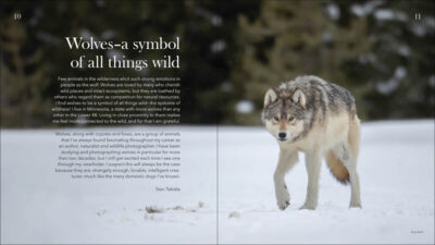 Wolves, Coyotes & Foxes - Image 2