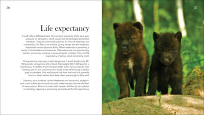 Wolves, Coyotes & Foxes - Image 5