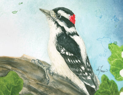 Backyard Birds Boxed Note Card Assortment