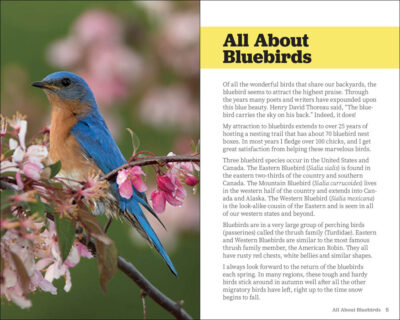 Attracting & Feeding Bluebirds - Image 2