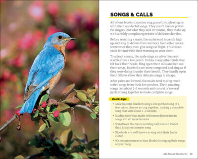 Attracting & Feeding Bluebirds - Image 4