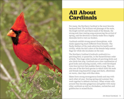 Attracting & Feeding Cardinals - Image 2