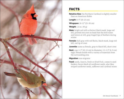 Attracting & Feeding Cardinals - Image 3