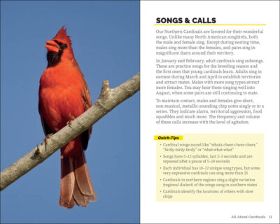 Attracting & Feeding Cardinals - Image 5