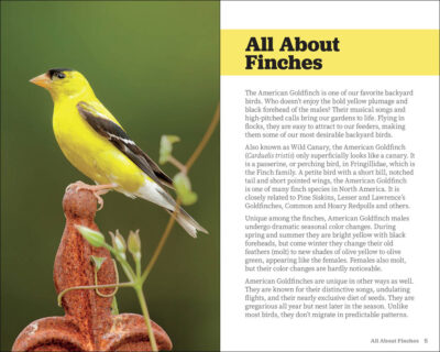 Attracting & Feeding Finches - Image 2