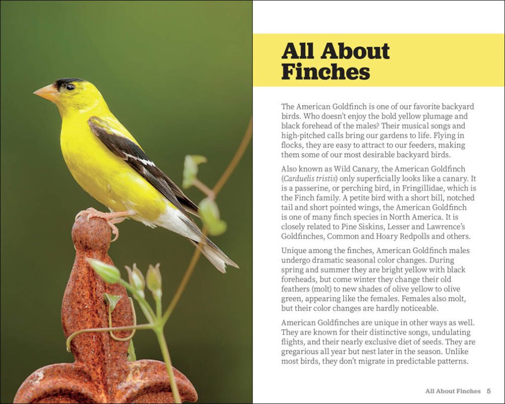 Attracting & Feeding Finches AdventureKEEN Shop