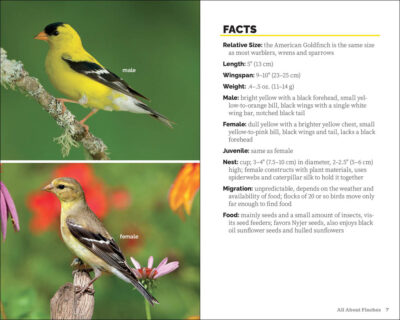 Attracting & Feeding Finches - Image 3