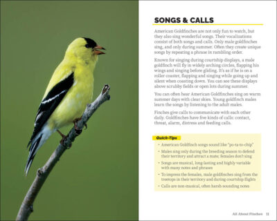 Attracting & Feeding Finches - Image 5