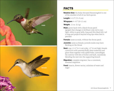 Attracting & Feeding Hummingbirds - Image 3
