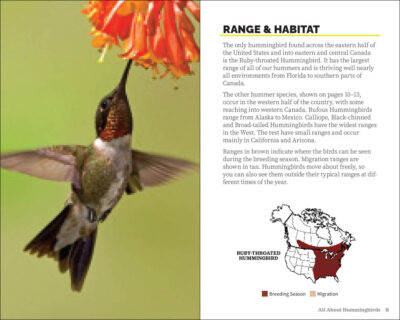 Attracting & Feeding Hummingbirds - Image 4