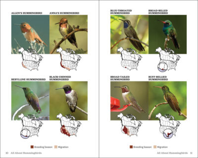 Attracting & Feeding Hummingbirds - Image 5