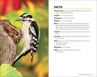 Attracting & Feeding Woodpeckers - Image 3
