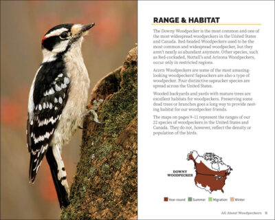 Attracting & Feeding Woodpeckers - Image 4