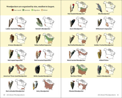 Attracting & Feeding Woodpeckers - Image 5