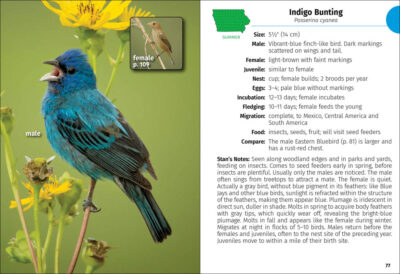 Birds of Iowa Field Guide - Image 2