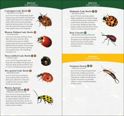 Garden Bugs & Insects of California - Image 3