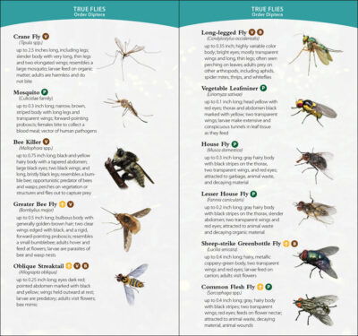 Garden Bugs & Insects of California - Image 4