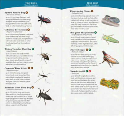Garden Bugs & Insects of California - Image 5