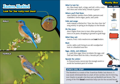 Kids' Guide to Birds of Pennsylvania - Image 4