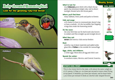 Kids' Guide to Birds of Pennsylvania - Image 5
