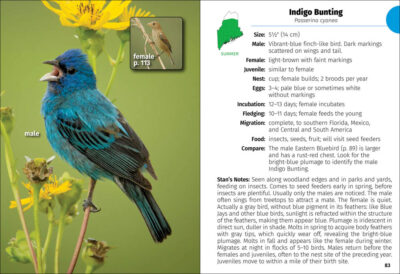 Birds of Maine Field Guide - Image 2