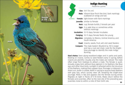 Birds of New Jersey Field Guide - Image 2
