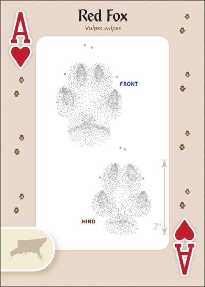 Animal Tracks of the Southeast & Gulf States Playing Cards - Image 2