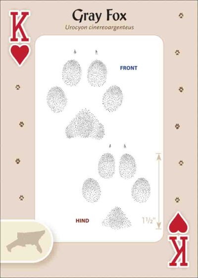 Animal Tracks of the Southeast & Gulf States Playing Cards - Image 3