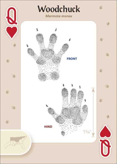 Animal Tracks of the Southeast & Gulf States Playing Cards - Image 4