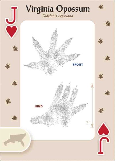 Animal Tracks of the Southeast & Gulf States Playing Cards - Image 5