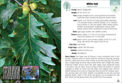 Trees of Illinois Field Guide - Image 5