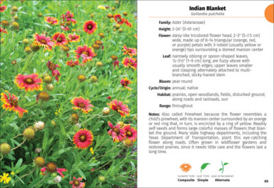 Wildflowers of Texas Field Guide - Image 3