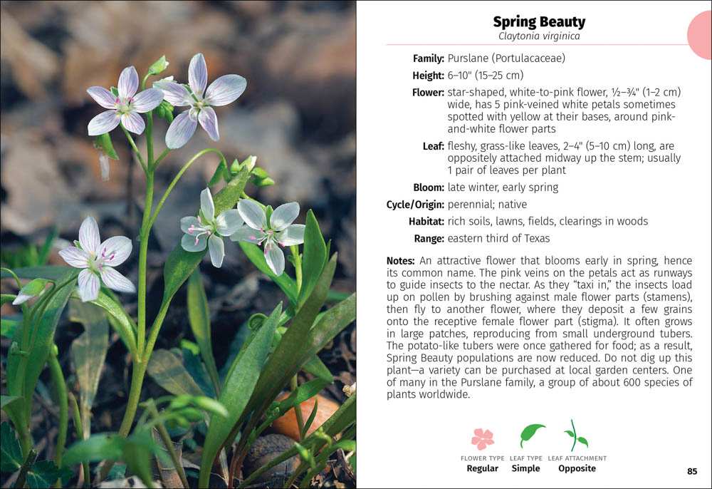 2021 Wildflower Guide — Friends Of Government Canyon