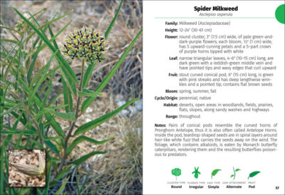 Wildflowers of Texas Field Guide - Image 5
