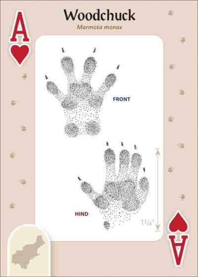 Animal Tracks of the Northeast Playing Cards - Image 2