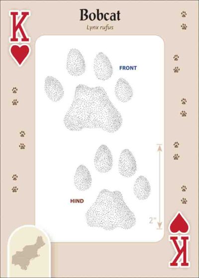 Animal Tracks of the Northeast Playing Cards - Image 3