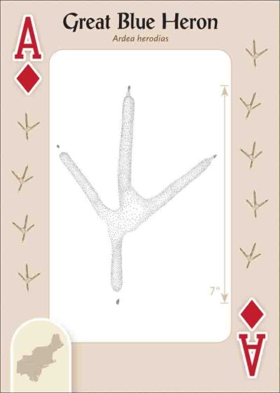Animal Tracks of the Northeast Playing Cards - Image 4