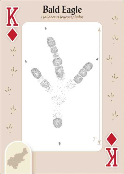 Animal Tracks of the Northeast Playing Cards - Image 5