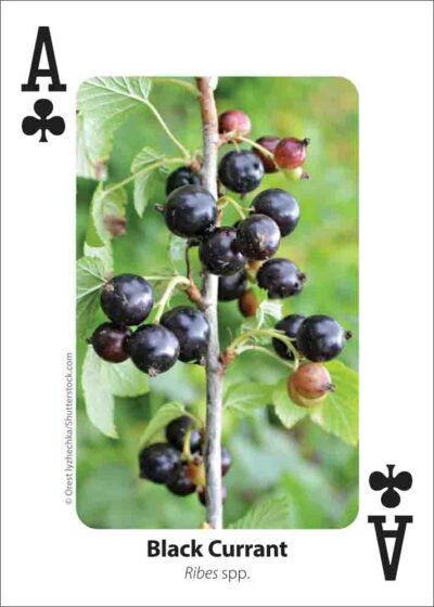 Foraging Playing Cards - Image 2