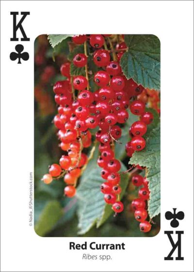Foraging Playing Cards - Image 3