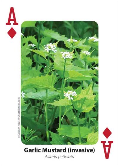 Foraging Playing Cards - Image 4