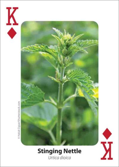 Foraging Playing Cards - Image 5