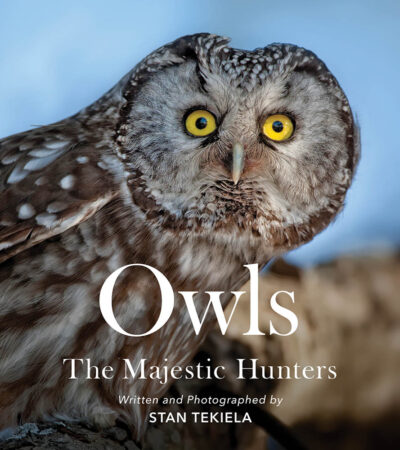 Owls