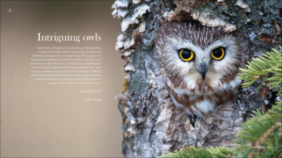 Owls - Image 2