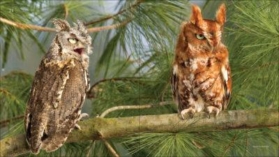 Owls - Image 4