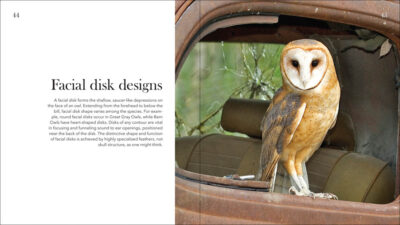 Owls - Image 5