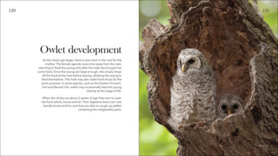 Owls - Image 6