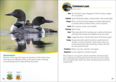Critters of Minnesota - Image 5