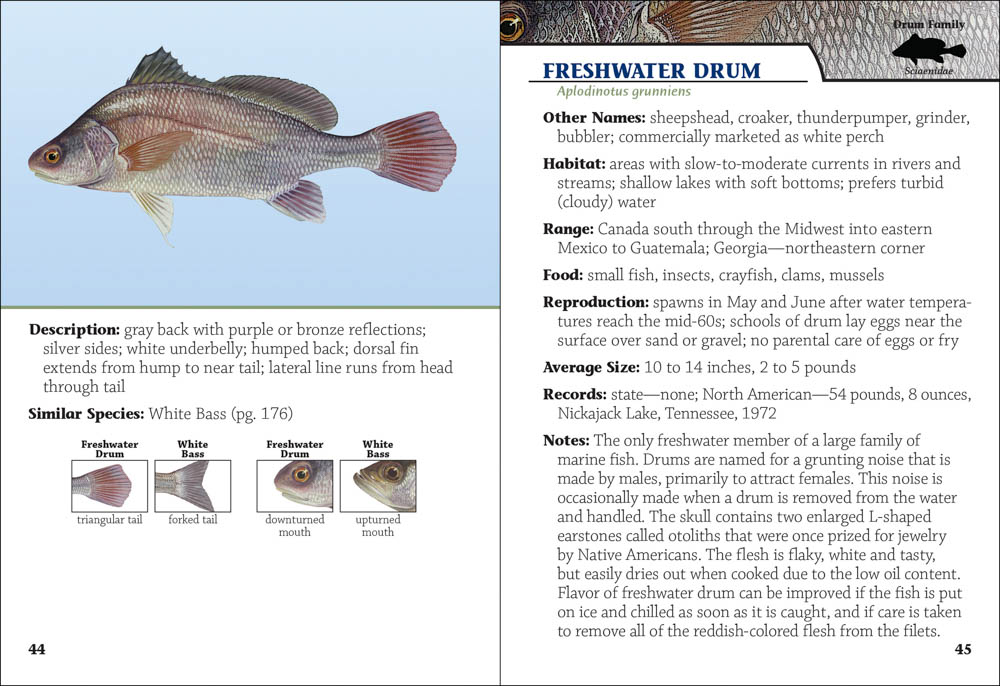 Freshwater Fish of Georgia Field Guide - AdventureKEEN Shop