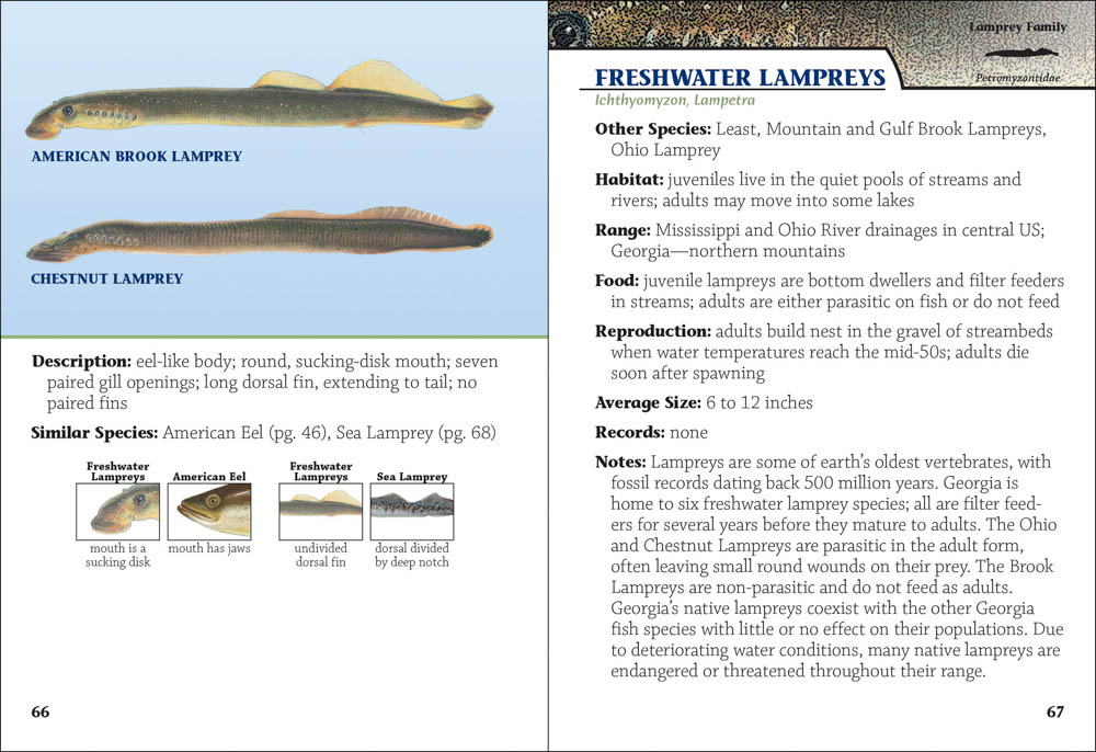 Freshwater Fish of Georgia Field Guide - AdventureKEEN Shop